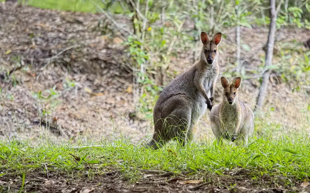 Mother Wallaby and Son.05